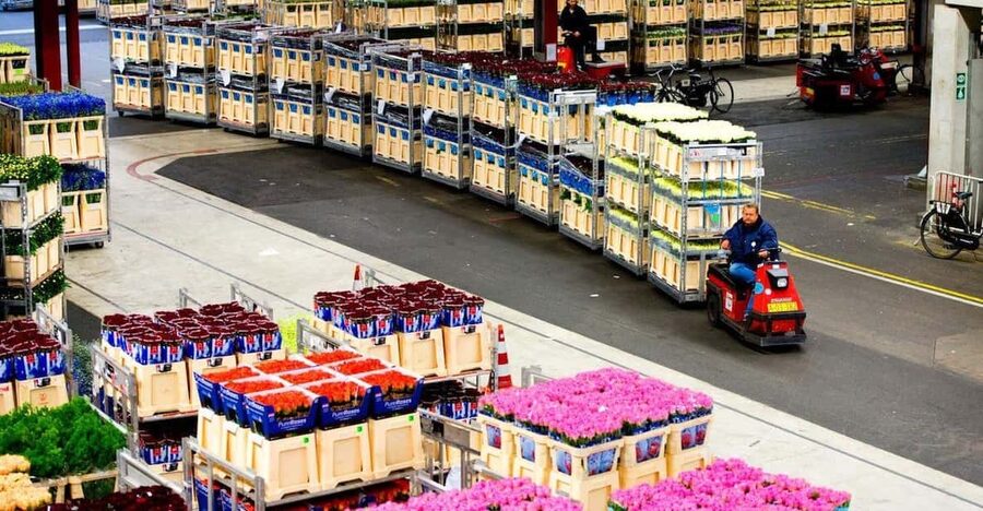 Aalsmeer: Flower Auction Royal Flora Holland Entry Ticket - Key points at a glance