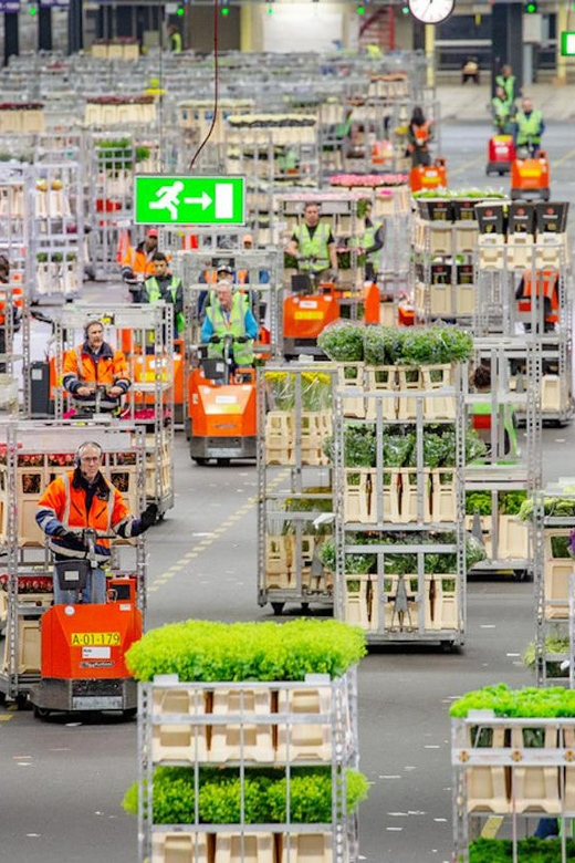 Aalsmeer: Flower Auction Royal Flora Holland Entry Ticket - Following flowers from grower to market