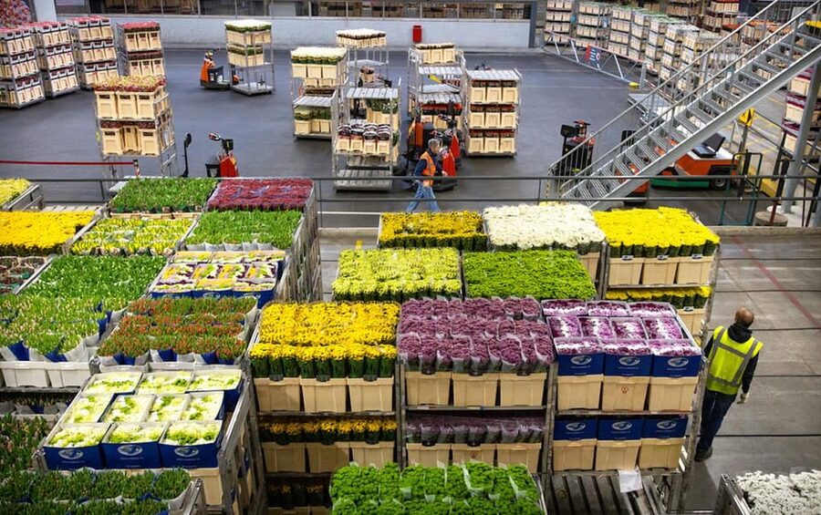 Aalsmeer: Flower Auction Royal Flora Holland Entry Ticket - Who will enjoy Royal FloraHolland most