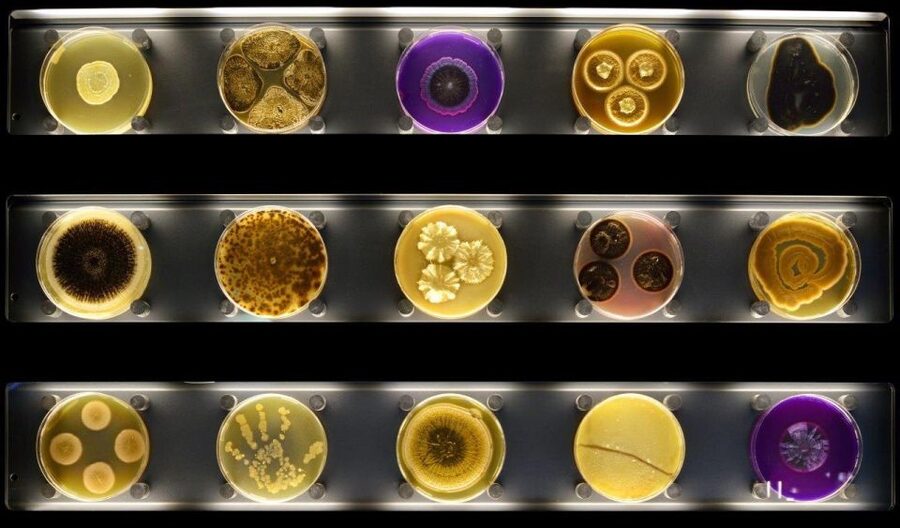 Amsterdam: ARTIS-Micropia Microbe Museum Entry Ticket - A museum about life too small to see