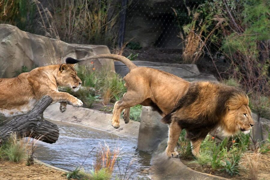 Amsterdam: ARTIS Royal Zoo and ARTIS Groote Museum Ticket - Two ARTIS Experiences in One Amsterdam Day