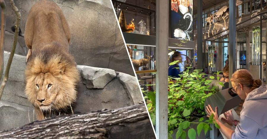 Amsterdam: ARTIS Royal Zoo and ARTIS Groote Museum Ticket - Starting at the Groote Museum Beside the Flamingos