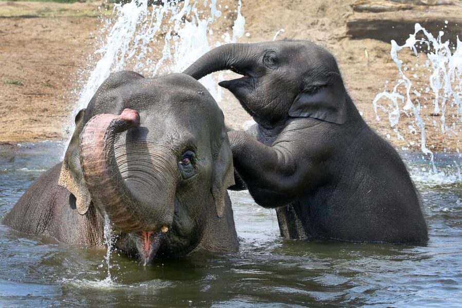 Amsterdam: ARTIS Royal Zoo and ARTIS Groote Museum Ticket - From Madagascar Lemurs to Asian Otters