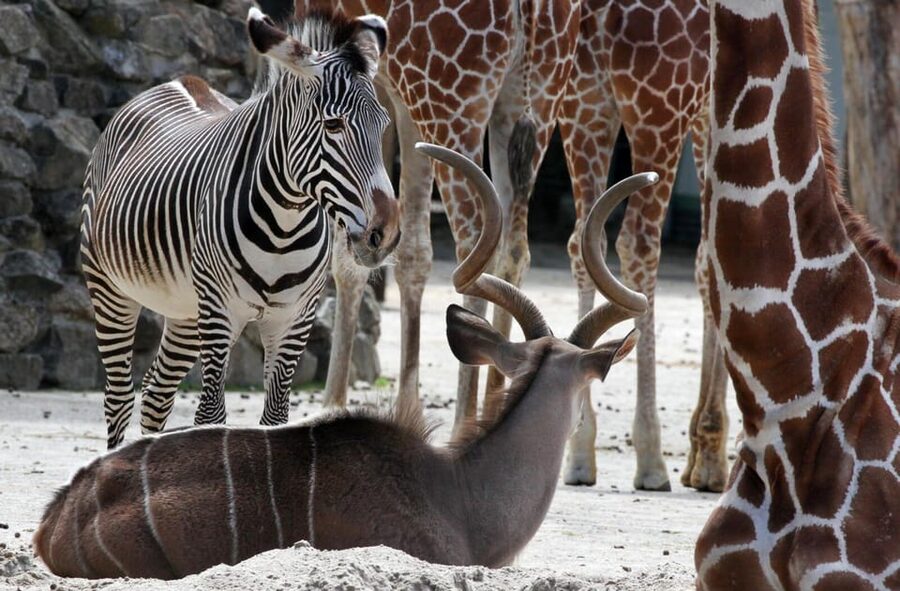 Amsterdam: ARTIS Royal Zoo and ARTIS Groote Museum Ticket - A Planetarium Trip Included With Admission