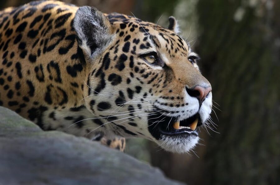 Amsterdam: ARTIS Royal Zoo and ARTIS Groote Museum Ticket - After-Hours Calm and Seasonal Activities