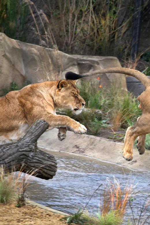 Amsterdam: ARTIS Royal Zoo and ARTIS Groote Museum Ticket - What the $55 Price Gets You