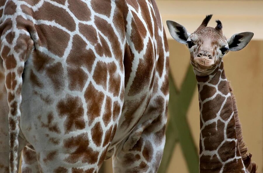 Amsterdam: Artis Royal Zoo & ARTIS-Micropia Combo Ticket - Why ARTIS works so well for a city day