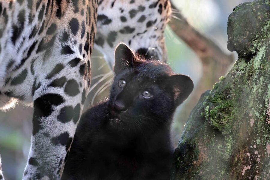 Amsterdam: Artis Royal Zoo & ARTIS-Micropia Combo Ticket - Elephant calves and the Elephant Expedition