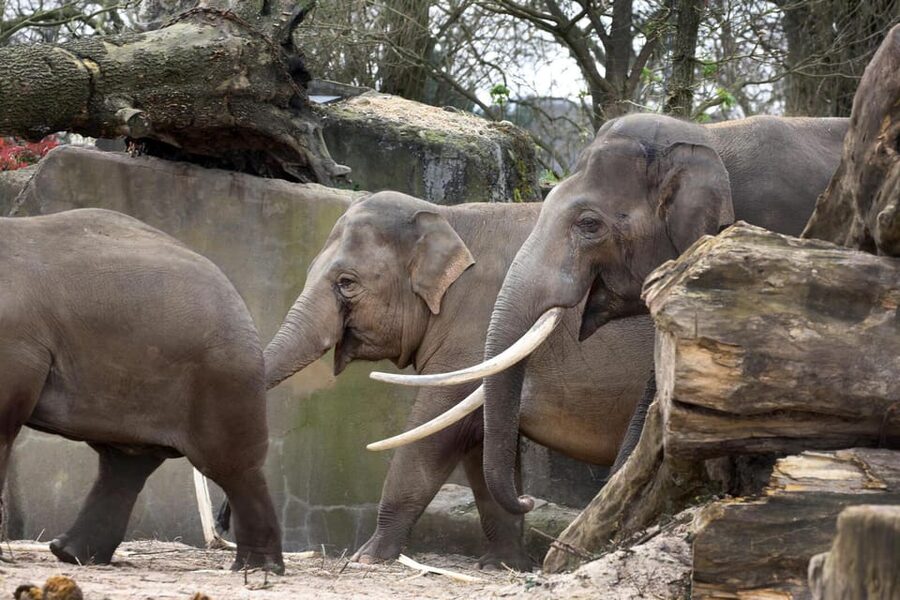 Amsterdam: Artis Royal Zoo & ARTIS-Micropia Combo Ticket - Micropia makes the invisible visible
