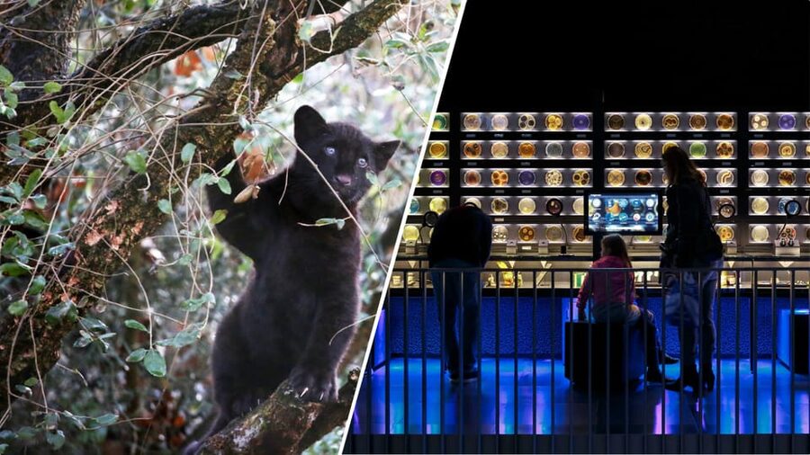 Amsterdam: Artis Royal Zoo & ARTIS-Micropia Combo Ticket - Start with the animals, then adjust your pace
