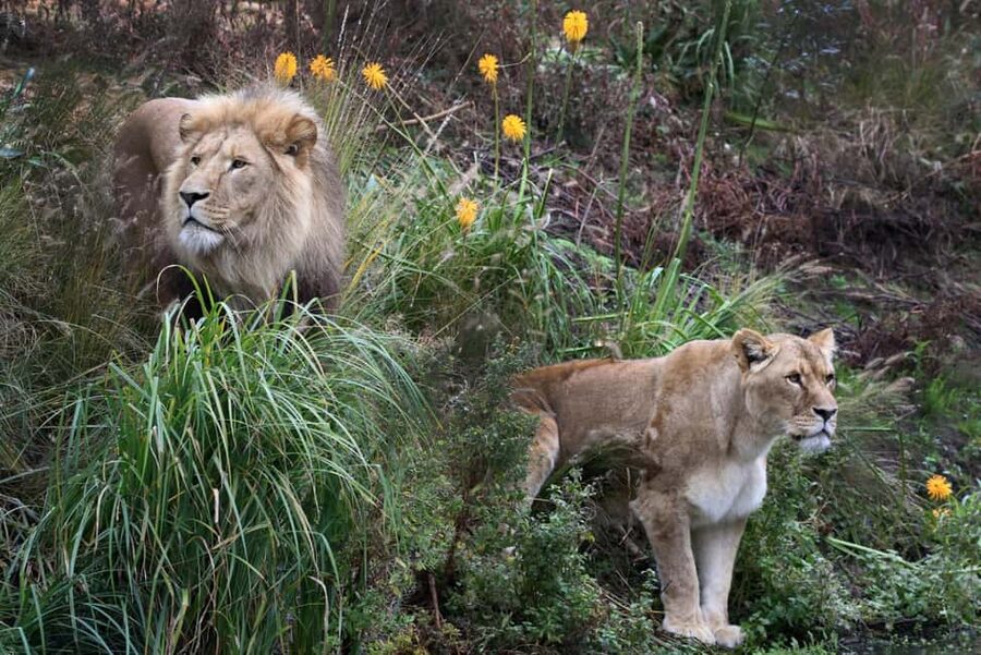 Amsterdam: ARTIS Royal Zoo Entry Ticket - Why ARTIS Feels Different From a Suburban Zoo