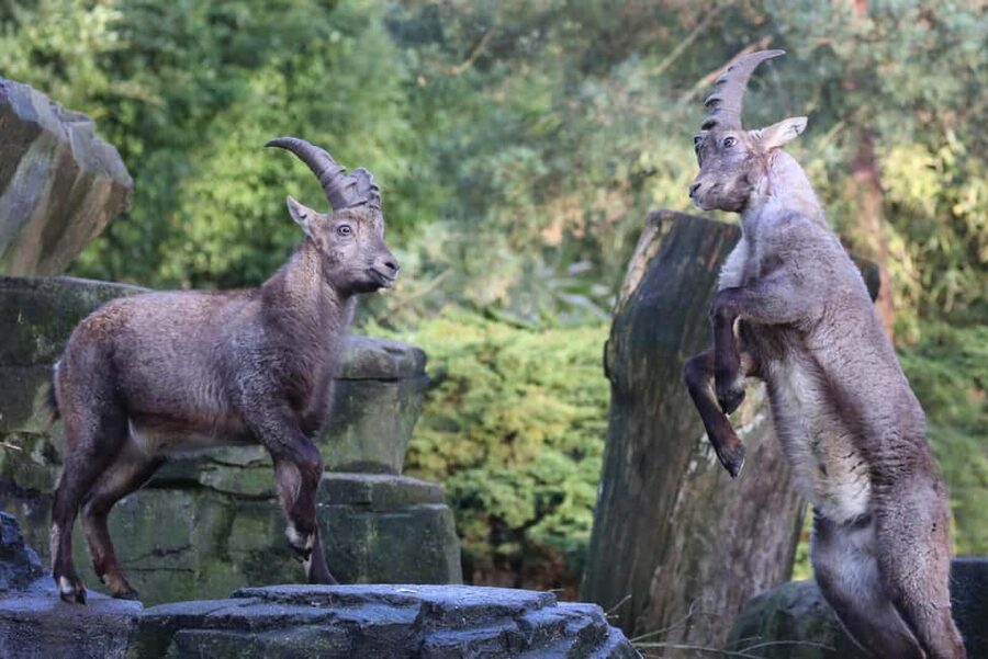 Amsterdam: ARTIS Royal Zoo Entry Ticket - How Long You Need and How to Plan the Route