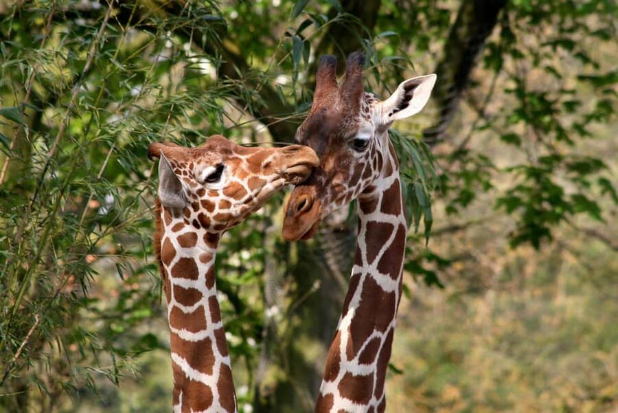 Amsterdam: ARTIS Royal Zoo Entry Ticket - Price, Value, and What the Ticket Does Not Cover