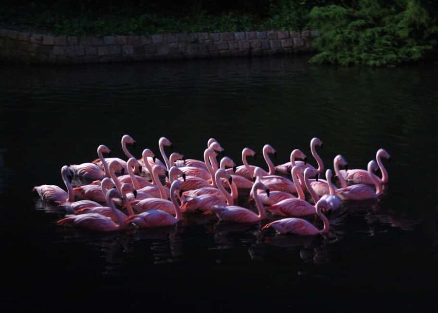 Amsterdam: ARTIS Royal Zoo Entry Ticket - Should You Book ARTIS Amsterdam Royal Zoo?