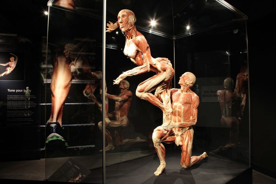 Amsterdam: Body Worlds Exhibition and Canal Cruise - The Happiness Project and what it adds