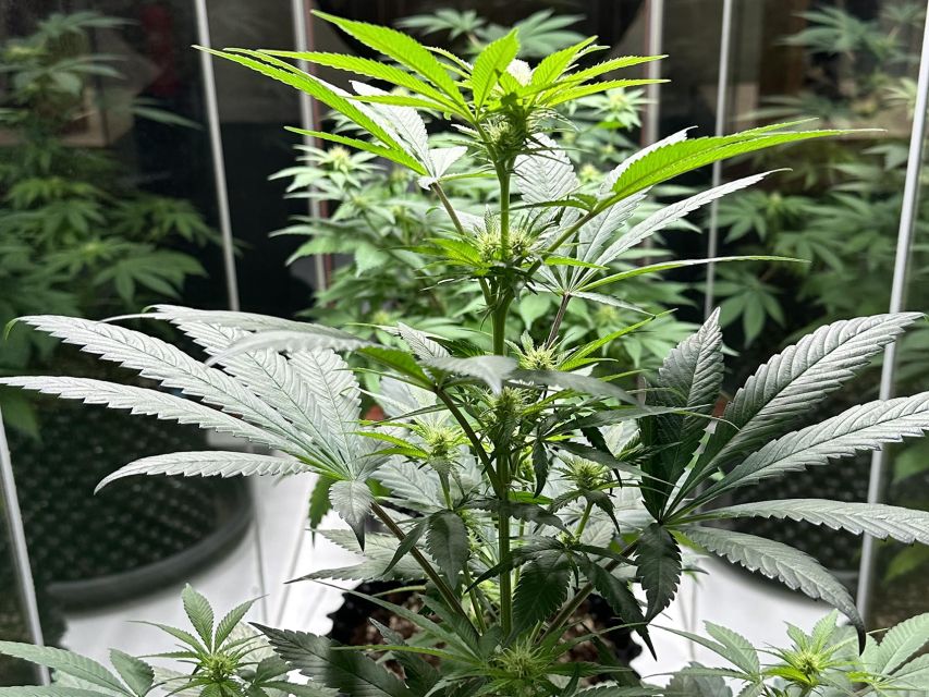Amsterdam: Cannabis Museum Entry Ticket - How long the visit takes