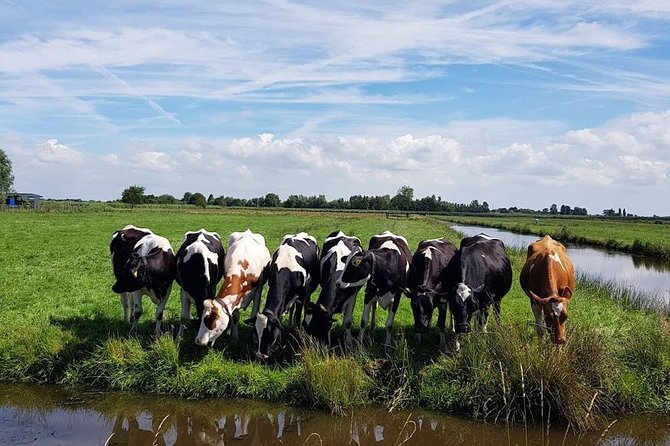 Amsterdam City & Countryside Tour: The Best of both Worlds - Should you book Amsterdam City and Countryside Tour?