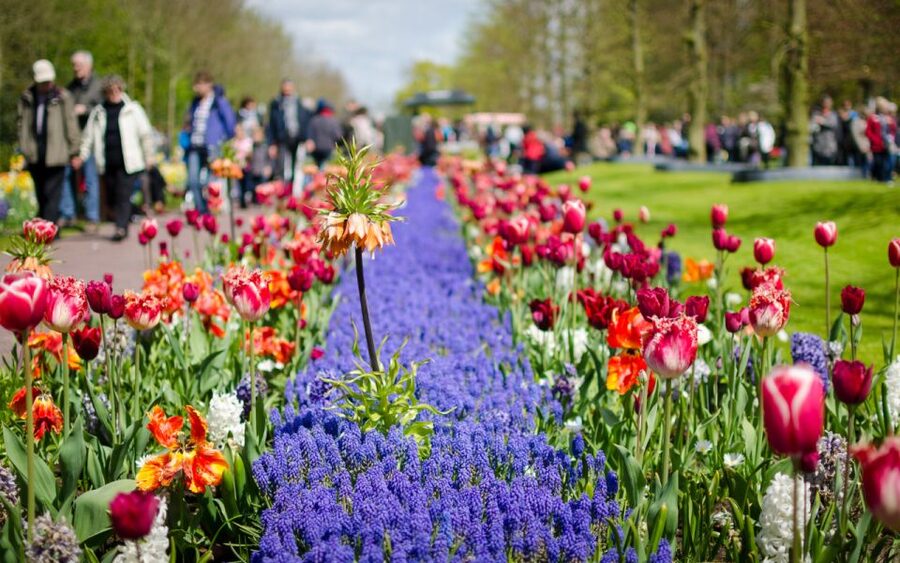 Amsterdam: Day Tour Keukenhof and Zaanse Schans Windmills - Starting at This is Holland