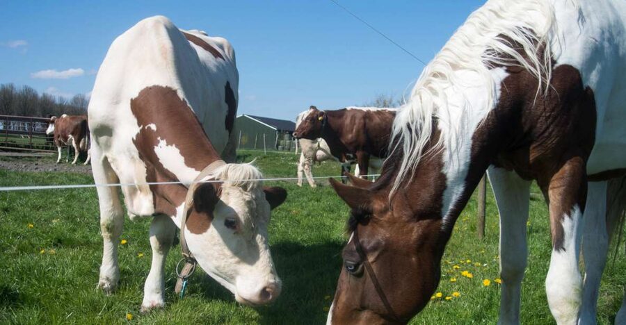 Amsterdam: Full-Day Countryside Tour - Private tour or small group?