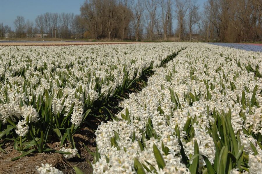 Amsterdam: Half-Day Flower Fields and Keukenhof Bicycle Tour - From Amsterdam Central Station to Hillegom
