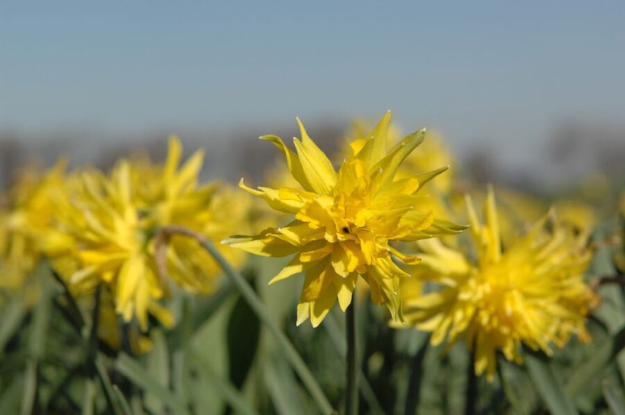 Amsterdam: Half-Day Flower Fields and Keukenhof Bicycle Tour - Riding among tulips, daffodils, and hyacinths