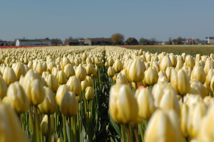 Amsterdam: Half-Day Flower Fields and Keukenhof Bicycle Tour - Tips for getting the most from the day