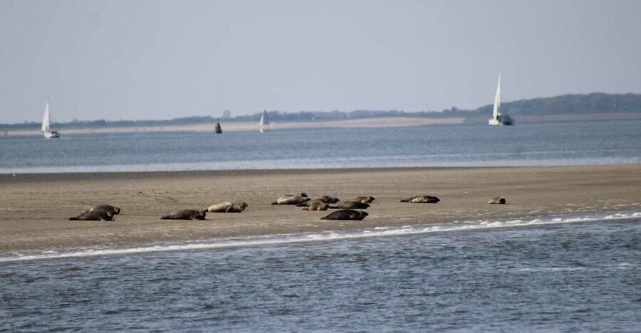 Amsterdam: Half-Day Seal Safari at Waddensea UNESCO Site - Key points to know before booking