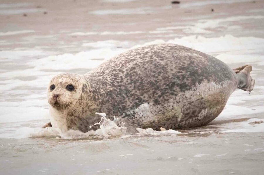 Amsterdam: Half-Day Seal Safari at Waddensea UNESCO Site - My call: book it for the full Dutch picture