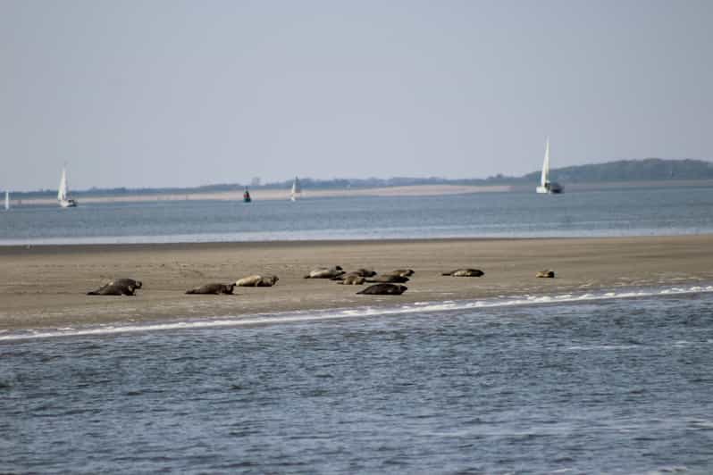 Amsterdam: Half-Day Seal Safari at Waddensea UNESCO Site - Leaving Amsterdam for the reclaimed Dutch countryside