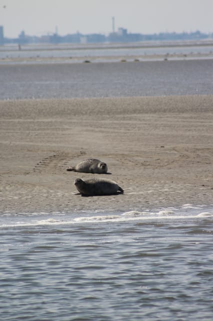 Amsterdam: Half-Day Seal Safari at Waddensea UNESCO Site - Why the UNESCO setting adds value