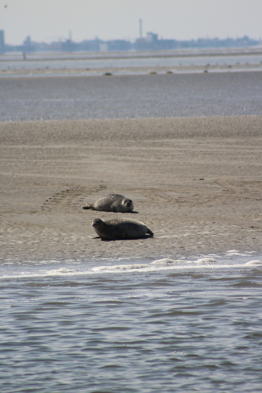 Amsterdam: Half-Day Seal Safari at Waddensea UNESCO Site - Free time in Medemblik after the boat trip