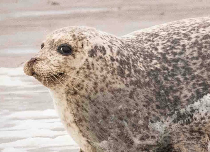 Amsterdam: Half-Day Seal Safari at Waddensea UNESCO Site - What the guide and small group add