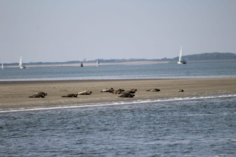 Amsterdam: Half-Day Seal Safari at Waddensea UNESCO Site - Is $199 a fair price?