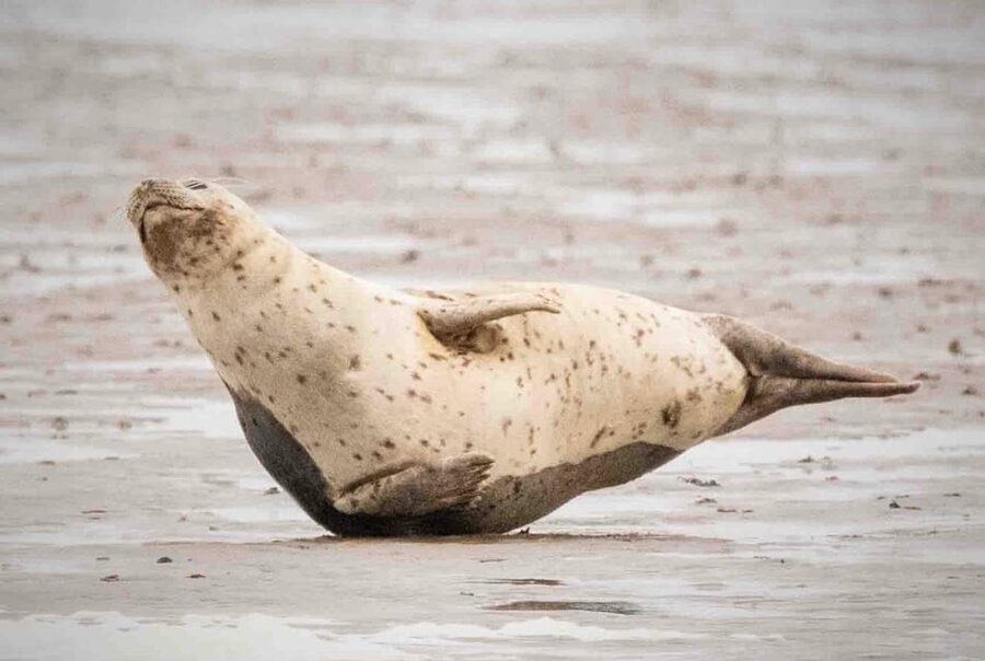 Amsterdam: Half-Day Seal Safari at Waddensea UNESCO Site - Who will enjoy this day most?