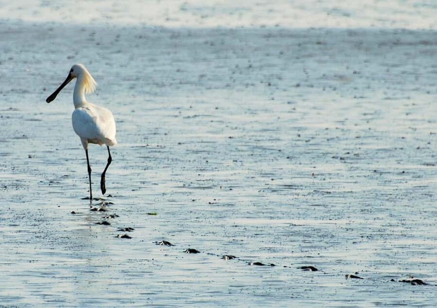 Amsterdam: Half-Day Seal Safari at Waddensea UNESCO Site - Timing, clothing, and small practical details