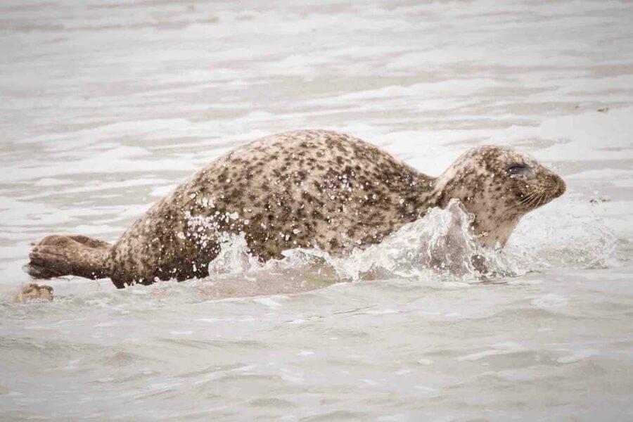Amsterdam: Half-Day Seal Safari at Waddensea UNESCO Site - Reading the Wadden Sea from a low-tide boat