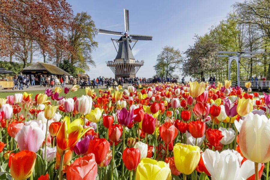 Amsterdam: Keukenhof and Zaanse Schans Live Guided Day Tour - A full day, but not an exhausting walk