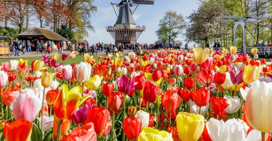 Amsterdam: Keukenhof and Zaanse Schans Live Guided Day Tour - Who should book this day tour?