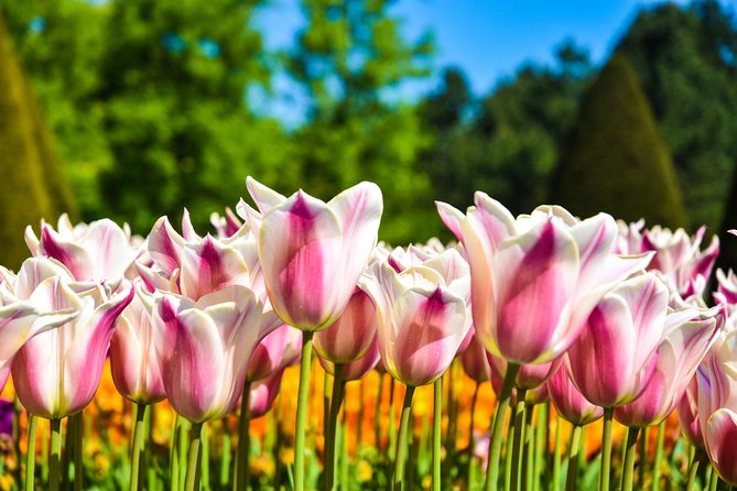 Amsterdam: Keukenhof and Zaanse Schans Windmills Guided Day Trip - Clogs, cheese, and the commercial side