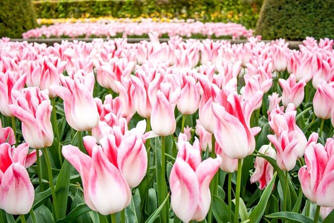 Amsterdam: Keukenhof Entry & Shuttle Bus with Flexible Return - Is the $42.33 price good value?