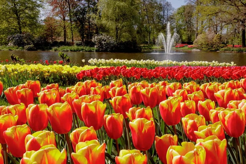 Amsterdam: Keukenhof Ticket and Roundtrip Shuttle Transfer - Who should book this day trip?