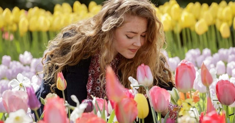 Amsterdam: Keukenhof Ticket and Roundtrip Shuttle Transfer - Choosing the right week for flowers