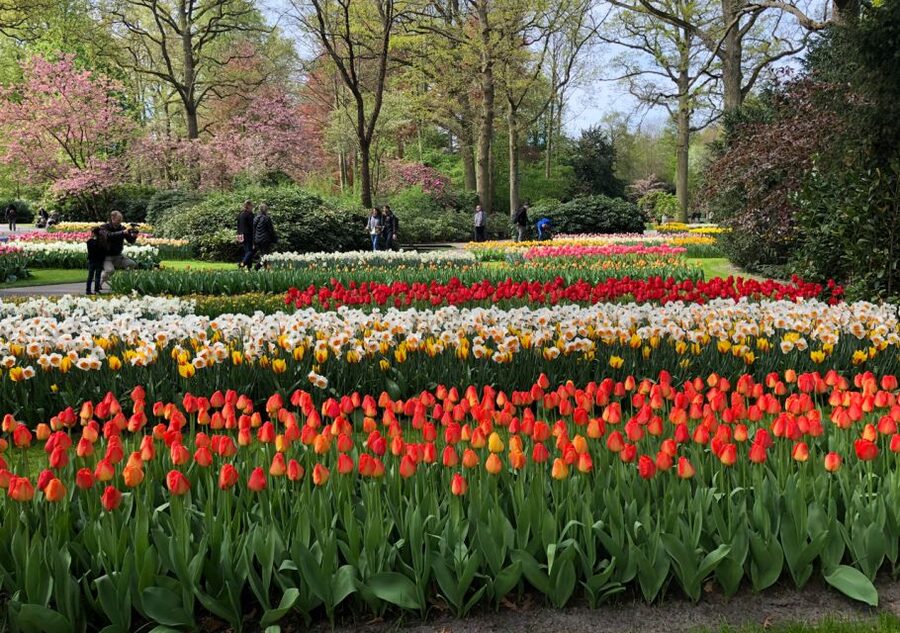 Amsterdam: Keukenhof Tulip Garden and Giethoorn Experience - Guide quality and the feel of the day