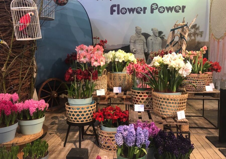 Amsterdam: Keukenhof Tulip Garden and Giethoorn Experience - How to use your Keukenhof time well
