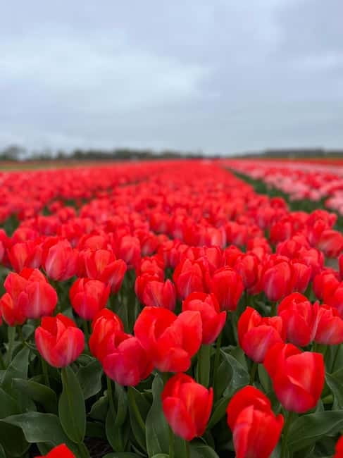Amsterdam: Private Keukenhof and Free Tulip Tour - Why pair Keukenhof with the open tulip fields