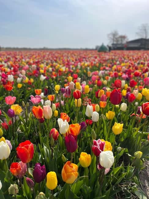 Amsterdam: Private Keukenhof and Free Tulip Tour - What the private format does not solve