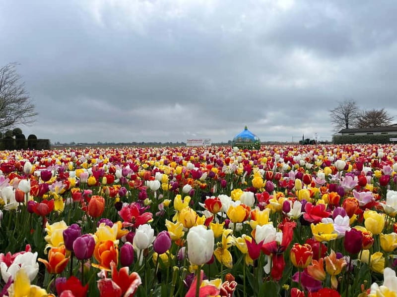 Amsterdam: Private Keukenhof and Free Tulip Tour - Booking advice for getting the best day