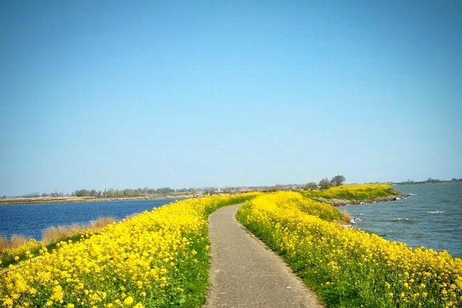 Amsterdam's Countryside Half-Day Bike Tour in Small Group - Why Waterland makes a better half-day escape than another city ride
