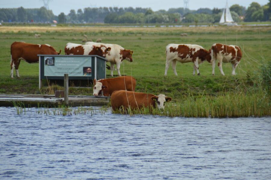 Amsterdam: Tour to Keukenhof Gardens with Windmill Cruise - Should you book the Keukenhof and windmill cruise?