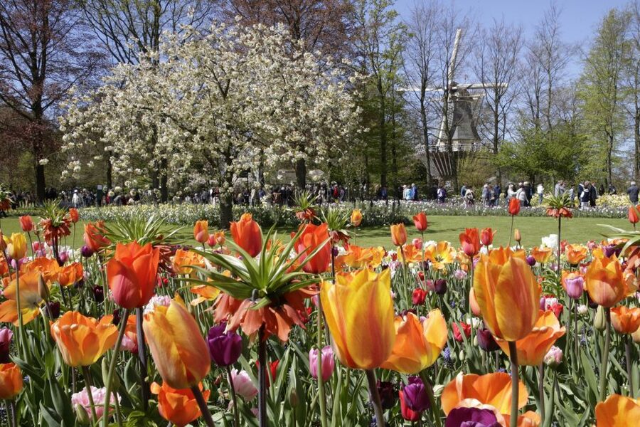Amsterdam: Tour to Keukenhof Gardens with Windmill Cruise - The flower-region transfer to Keukenhof